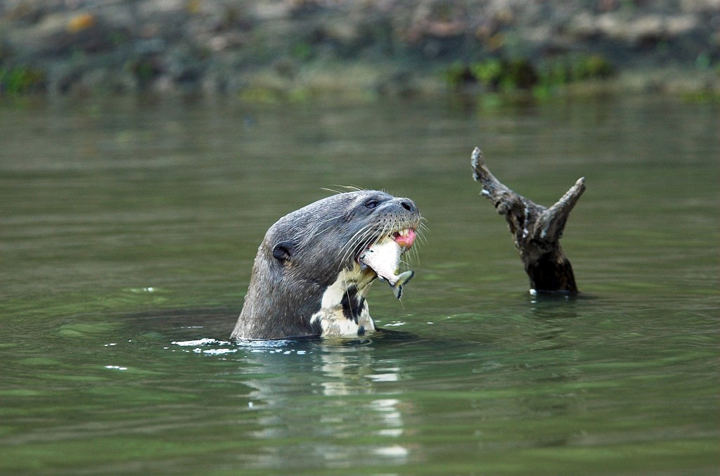 Giant Otter02-01.jpg - Giant Otter (Pteronura brasiliensis), Transpantaneria Brazil 2005